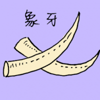 1577 - 象牙
象牙
Ivory