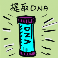 8096 - 提取脱氧核糖核酸
提取脫氧核糖核酸
DNA Extraction